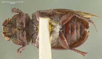 Media type: image;   Entomology 8100 Aspect: habitus ventral view